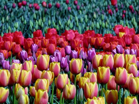 48 Stunning Tulip Fields Photos That Will Inspire You