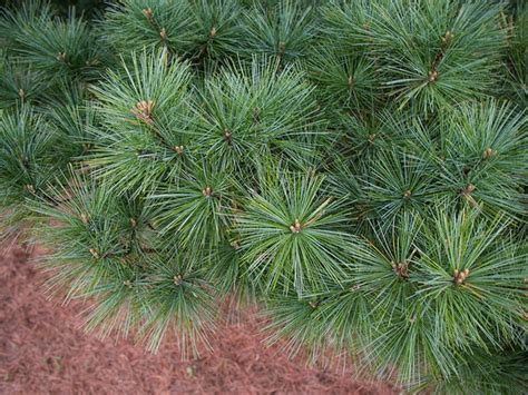 Pinus Strobus Nana Dwarf Eastern White Pine Eastern White Pine