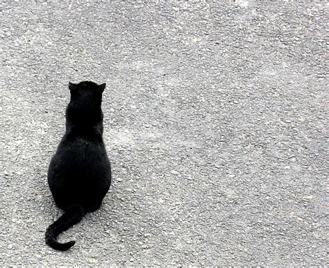 Black Cat By Emilyfox On Deviantart Black Photo