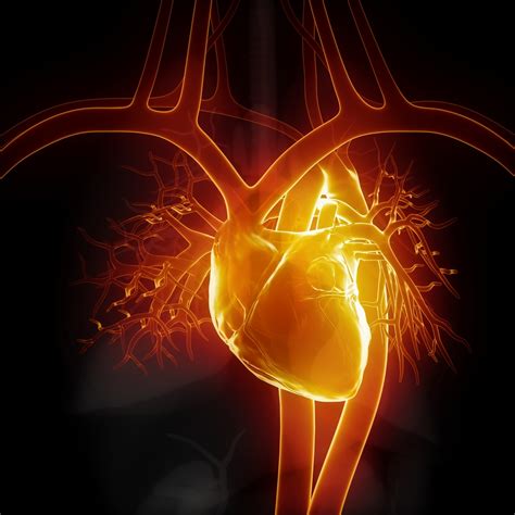 Women And Heart Disease What You Need To Know Campari