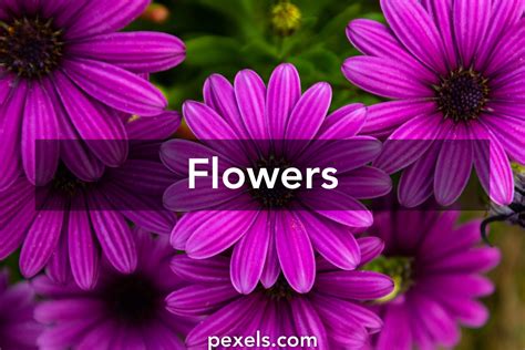 Flowers · Pexels