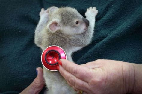 Meet Blondie Bumstead The Baby Koala Others