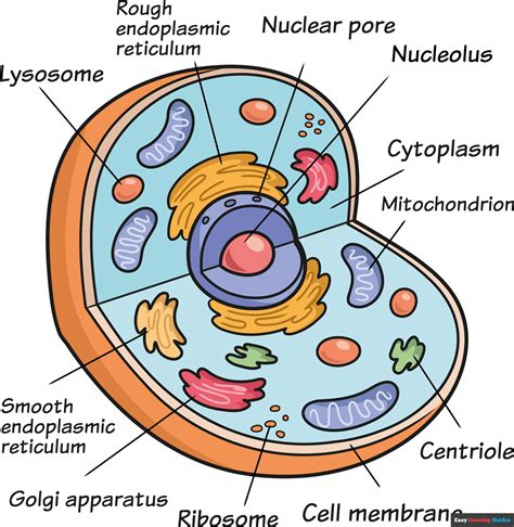 Top 199 Simple Animal Cell Diagram For Class 8