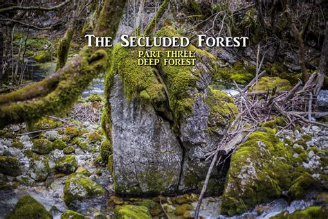 The Secluded Forest Part 33 Deep Forest Mersad Donko Photography