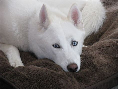Beautiful Blue Eyed White Siberian Husky Named Maya White Siberian