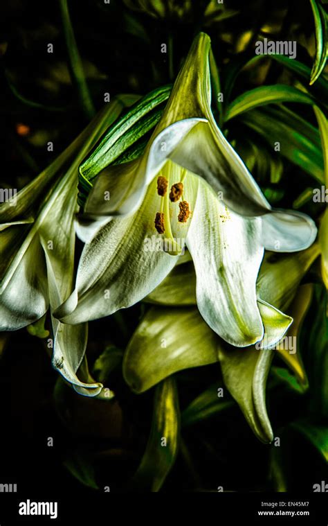 A Strong Drooping White Lily That Has Depth And Detail Stock Photo Alamy