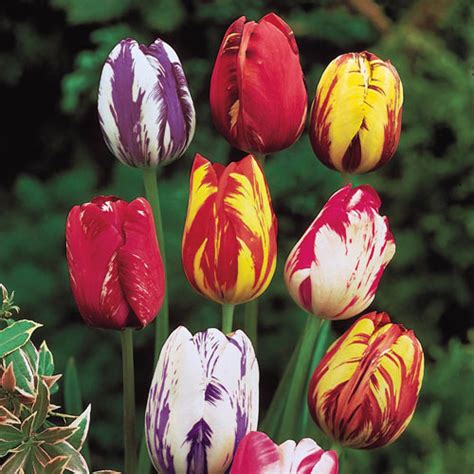 Rembrandt Mixed Tulips Michigan Bulb