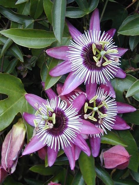 17 Best Images About Passion Flowers I Love On Pinterest Flower