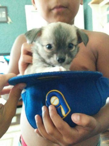 Teacup chihuahua puppies for sale as well. beautiful long haired teacup chihuahua puppies for Sale in ...