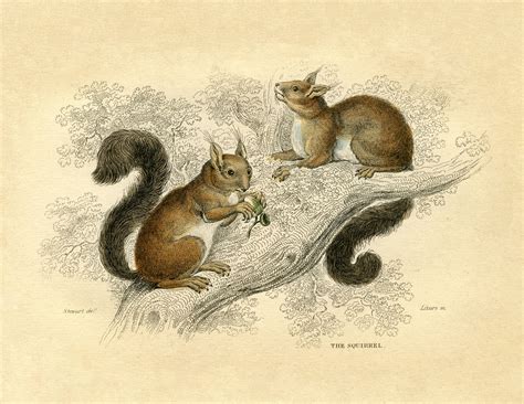 Natural History Instant Art Printable Squirrels Fall