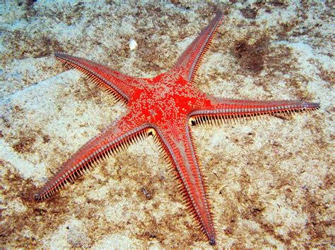 Astropecten Aranciacus Red Comb Starfish Atlantis Gozo Starfish