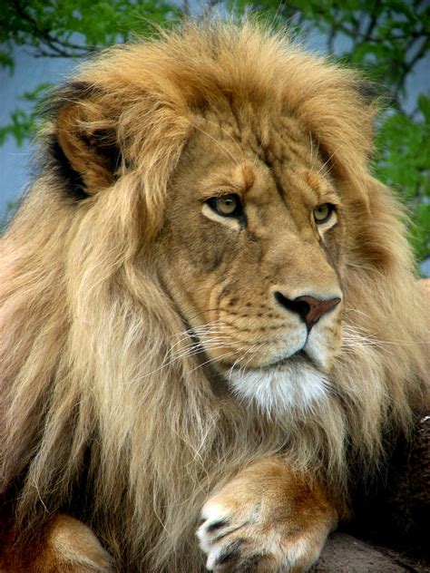Lion (2016) cast and crew credits, including actors, actresses, directors, writers and more. Sad Lion | carpediem2007 | Flickr