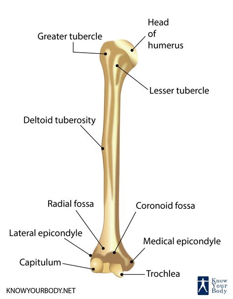 Anatomy Humerus Bone Anatomy Diagram Source Images And Photos Finder