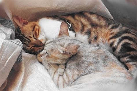 Why Do Cats Sleep On You 5 Possible Reasons