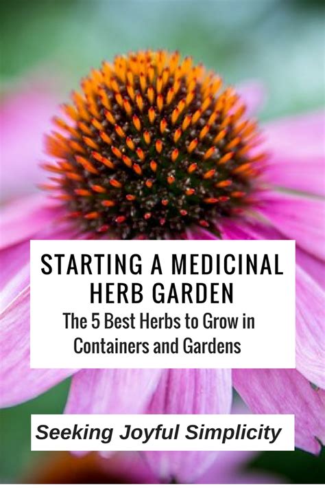 Starting Your Medicinal Herb Garden The 5 Best Medicinal Herbs To