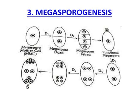 Megasporogenesis Ppt