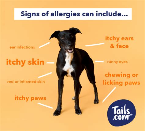 Dog Allergic Reaction Symptoms The Y Guide
