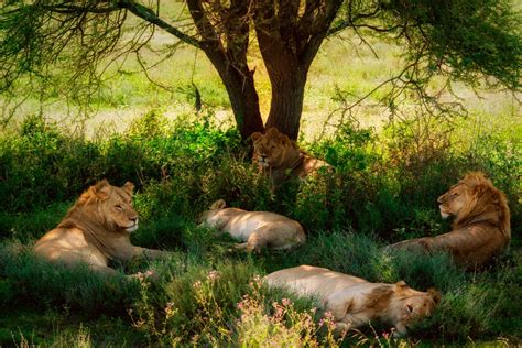 Lions Resting Under Shady Tree Full Hd Wallpaper And Background Image
