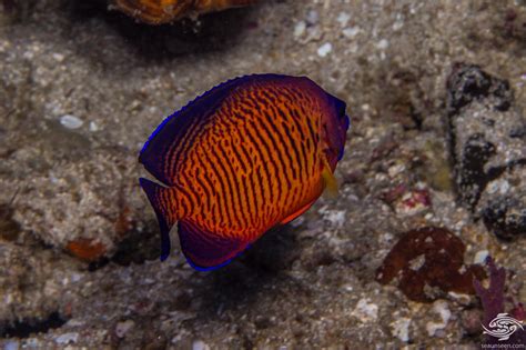 Coral Beauty Angelfish Facts And Photographs • Seaunseen