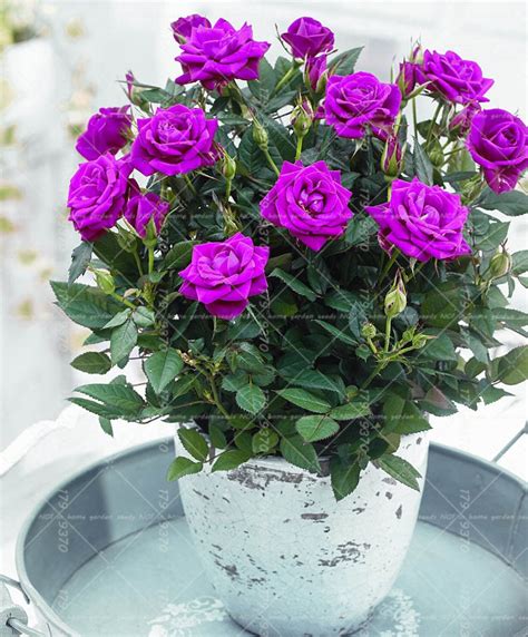 English lavender plants are a beautiful, fragrant evergreen shrub. Aliexpress.com : Buy 100pcs/bag Bonsai Purple Rose Noble ...