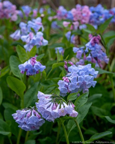 Wonderful Spring Wildflowers Virginia Bluebells Wild Flowers Spring