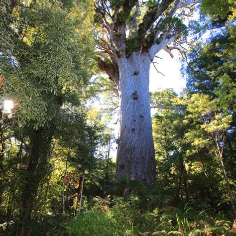 T Ne Mahuta Waipoua Forest New Zealand Atlas Obscura