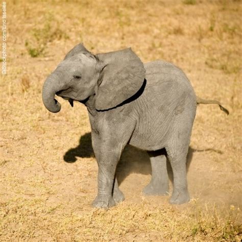 Los Adorables Elefantes Bebé ¡nacidos Para Ser Libres Fotos