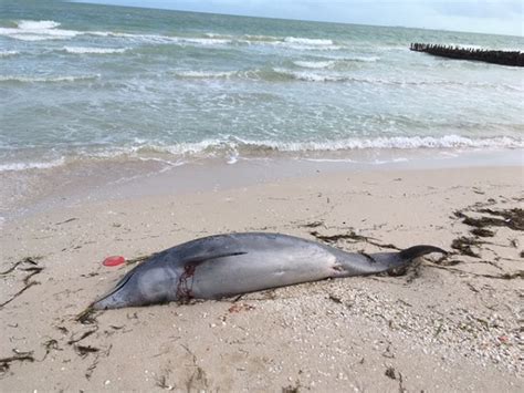 Dead Dolphin Spotted In Progreso Yucatán The Yucatan Times