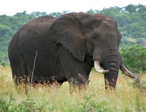 African Bush Elephant Facts Habitat Diet Life Cycle