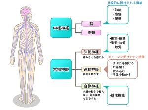 ALSの原因や症状について～筋萎縮性側索硬化症を知る | mamotte