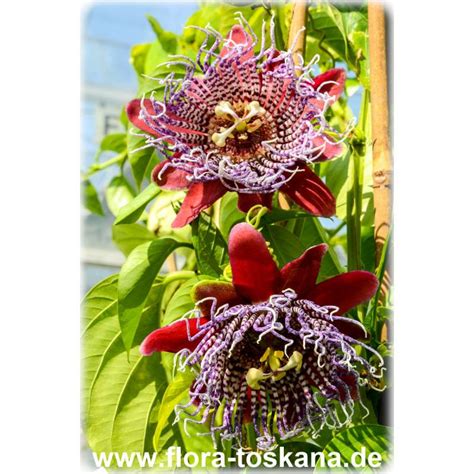 Wegen ihrer früchte wird sie jedoch inzwischen weltweit. Passiflora quadrangularis - Riesen-Granadilla, Königs ...