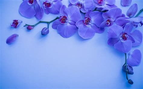 Download Wallpapers Blue Orchid Background With Orchids Orchid Branch