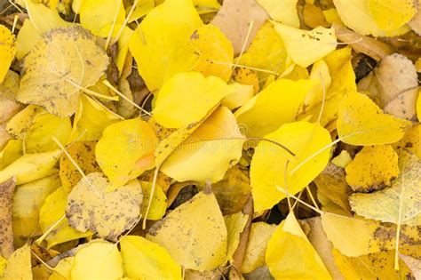 Lots Fallen Yellow Autumn Leaves Stock Image Image Of Frame Bright