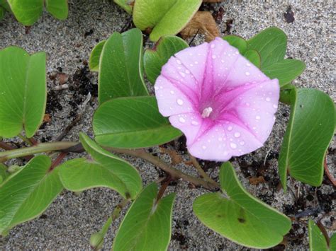 Also Known As Beach Morning Glory Bayhops Or Goats Foot Railroad