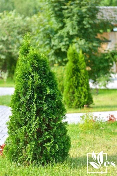 Green Giant Arborvitae Spacing The Most Comprehensive Guide