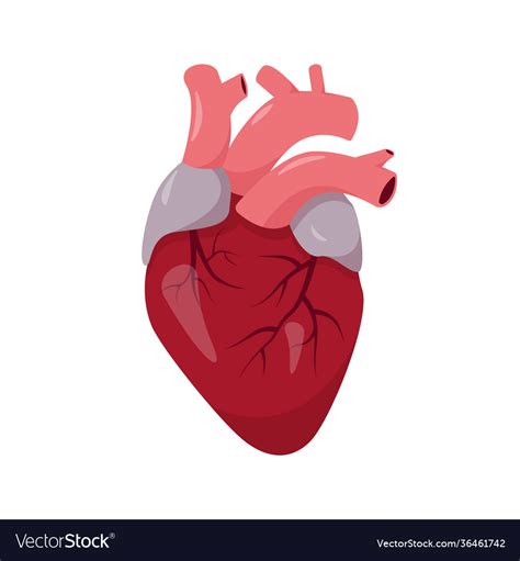 Human Heart Anatomy On White Background Royalty Free Vector