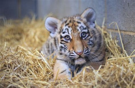 Amur Tiger Cubs Explore Their New Home At Woburn Safari Park Metro News