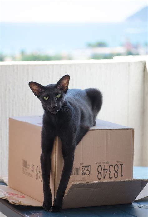 Get a ragdoll, bengal, siamese and more on kijiji, canada's #1 local classifieds. Oriental Shorthair | Oriental Shorthair cat information ...