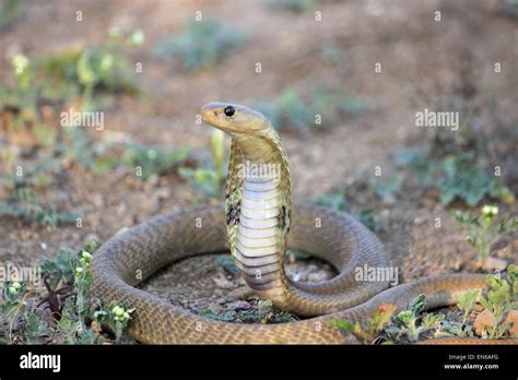 Spectacled Cobra Naja Naja Venomous Common Elapidae Pune Stock