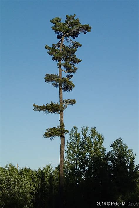 Pinus Strobus White Pine Minnesota Wildflowers