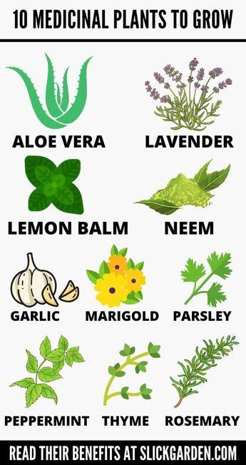 10 Medicinal Plants And Their Uses Slick Garden Where Growing Plants