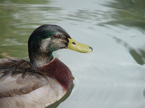 Duck In Water Free Photo Download Freeimages