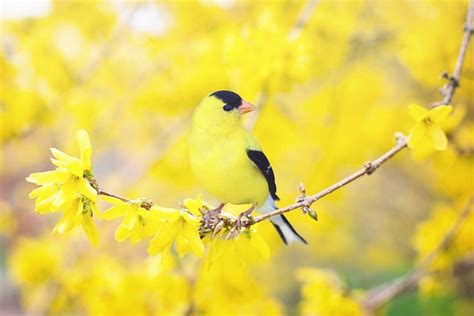 Spring Bird · Free Photo On Pixabay