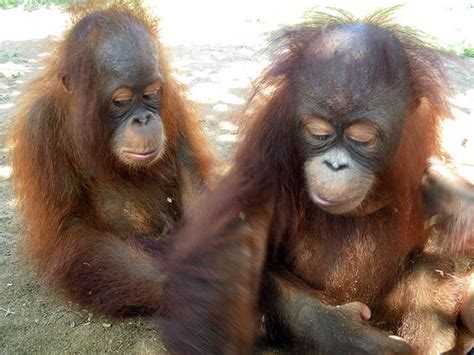primate diaries save the orangutans primates orangutan