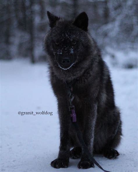 Walking With Pet Wolfdog At Winter Night In 2022 Wolf Dog Wolf
