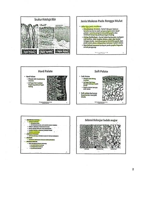 Solution Histologi Rongga Mulut 1 Studypool