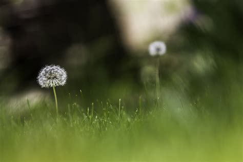 Free Images Nature Outdoor Blossom Field Lawn Meadow Dandelion