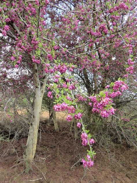 Securidaca Longepedunculata Fresen Plants Of The World Online Kew