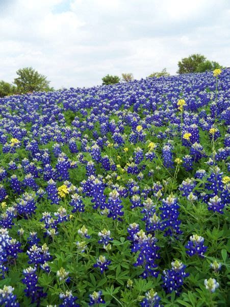 Dealing with ambiguity daily and refining the problem statement to provide a clearer vision for my team is the biggest challenge. Texas Bluebonnet field Irving TX 03/30/2012 | Flower field ...