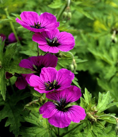 A List Of Perennial Flowers That Bloom All Summer With